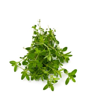 Beyaz arka plan üzerinde izole kekik