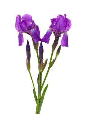 Iris çiçek grup