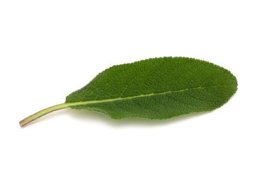 beyaz zemin üzerinde izole adaçayı yaprakları