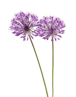 Allium çiçek iaolated beyaz