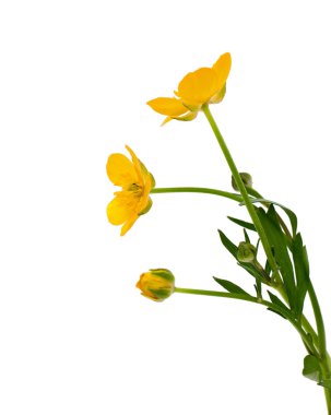 Beyaz artalanları izole sarı düğünçiçekleri