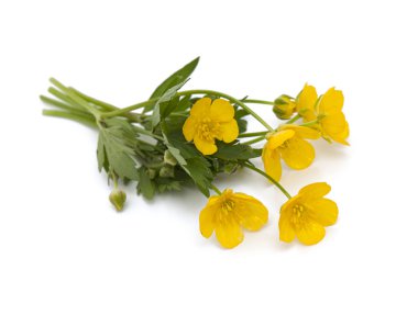 Beyaz artalanları izole sarı düğünçiçekleri