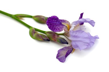 Menekşe iris çiçeği