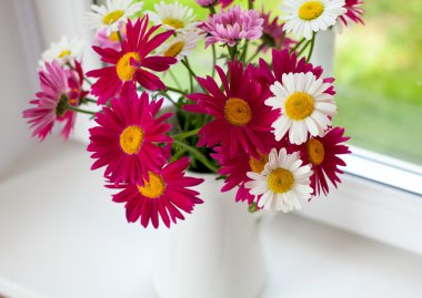 Papatya pencere üzerinde