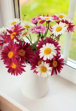 Papatya pencere üzerinde