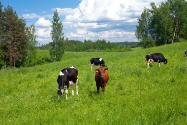 çayır üzerinde ineklerin