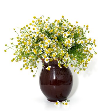 Beyaz arkaplanda papatya çayı izole edildi