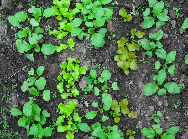 Lettuce and radishes growing — Stock Photo, Image