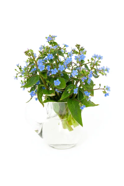 Forget-me-not flowers in a glass vase — Stock Photo, Image