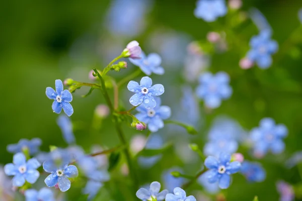 Forget-me-not flowers after the rain — Stock Photo, Image