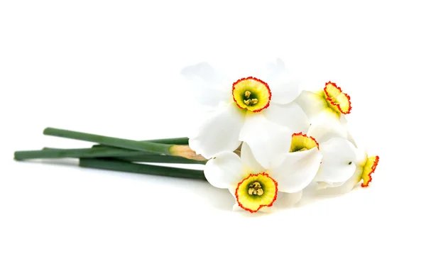 Narcissen bloemen geïsoleerd op witte achtergrond — Stockfoto