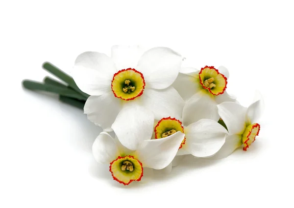 在白色背景上隔离的水仙花 — 图库照片