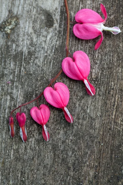 Corazón sangrante flor sobre fondo de madera — Foto de Stock