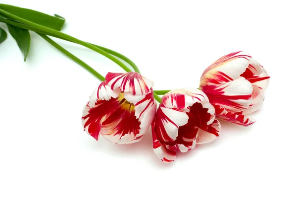 Tulipani a strisce su bianco — Foto Stock