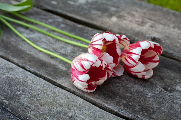 Красочные тюльпаны на деревянном фоне — стоковое фото