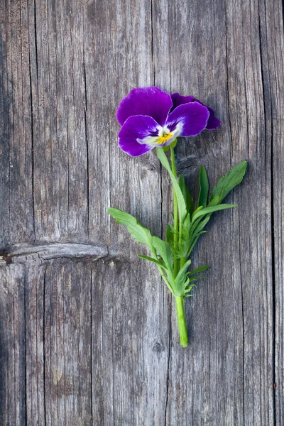 Pansy violeta —  Fotos de Stock