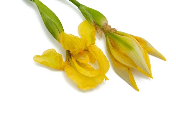 Gelbe Irisblüte — Stockfoto