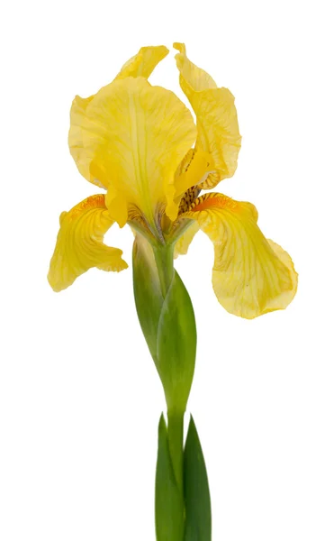 Flor amarilla del iris — Foto de Stock
