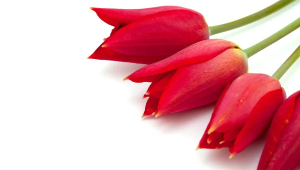 白色背景的红色郁金香 — 图库照片