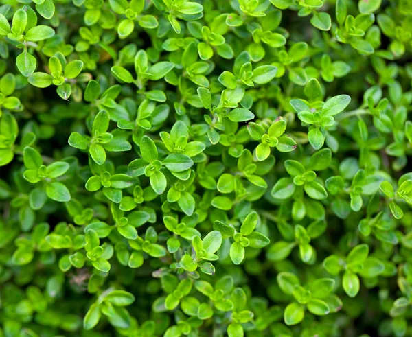 Thyme growing — Stock Photo, Image