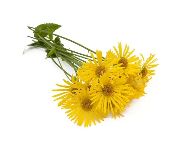 Yellow daisies — Stock Photo, Image