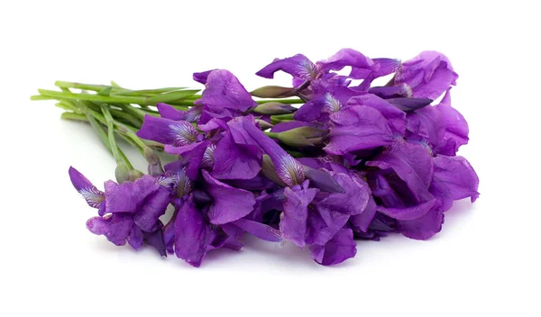 Iris kytice — Stock fotografie