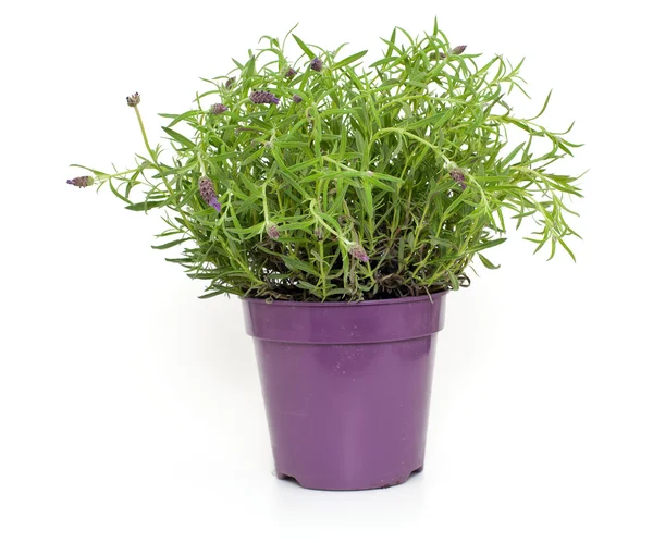 Pote com flores de lavanda — Fotografia de Stock