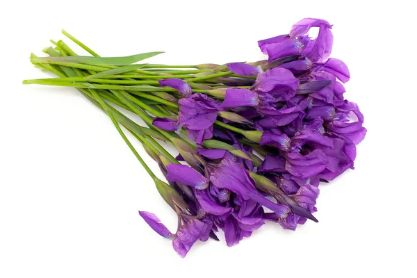 Iris çiçek grup — Stok fotoğraf