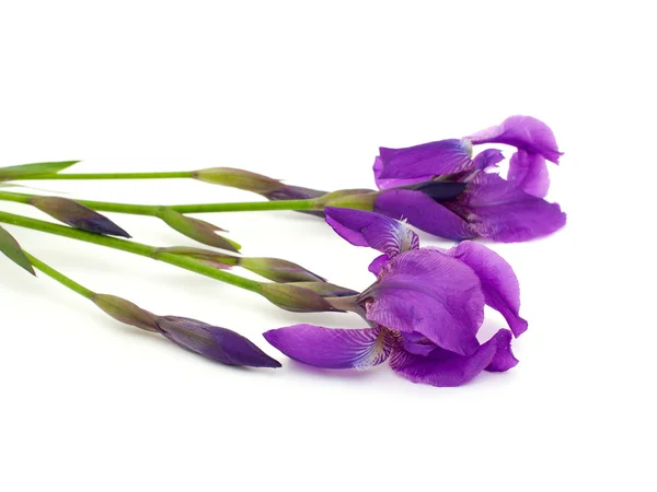 Bunch of iris flowers — Stock Photo, Image