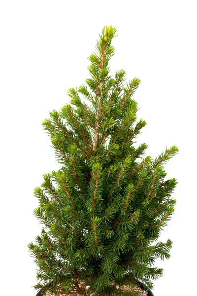 En thuja planta i kruka — Stockfoto