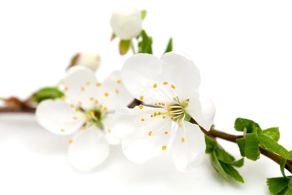 Spring blossoms over white — Stock Photo, Image