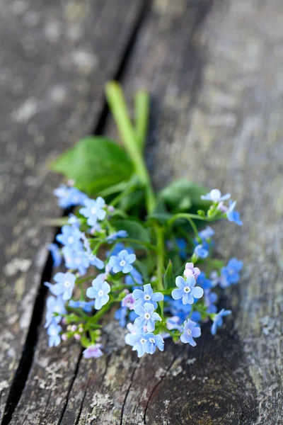 Forget-me-not fleurs sur la surface en bois — Photo