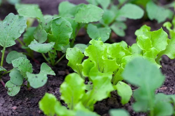 Salată verde și ridichi în creștere — Fotografie, imagine de stoc