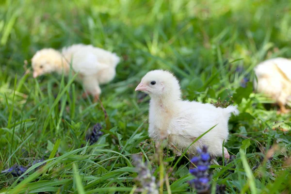 Маленькие цыплята на траве — стоковое фото