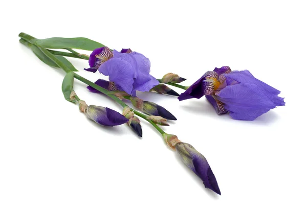 Fialový iris květiny — Stock fotografie