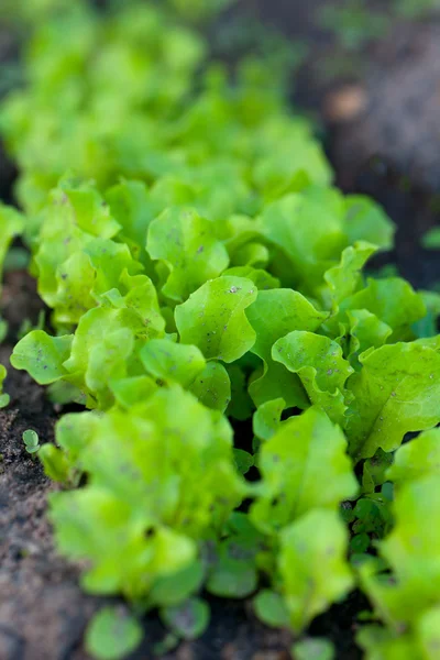Growing lettuce — Stock Photo, Image
