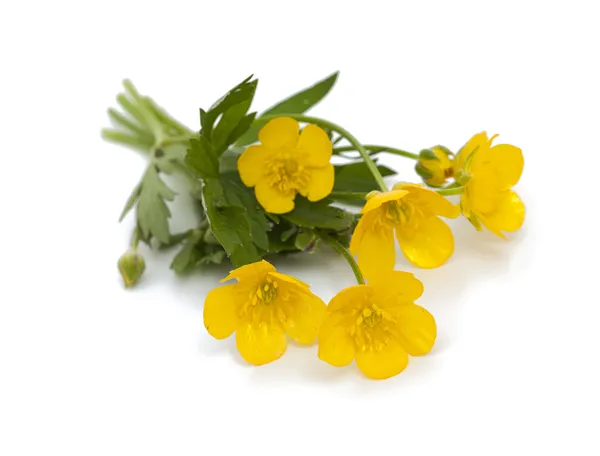 Yellow buttercups isolated on white backround — Stock Photo, Image