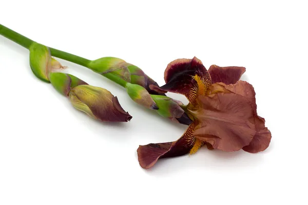 Bruine iris geïsoleerd op witte achtergrond — Stockfoto