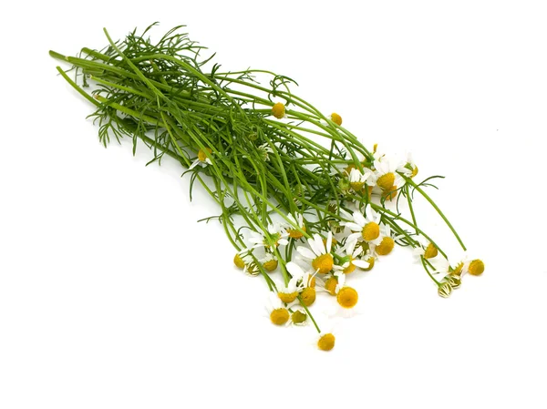 Chamomile flowers isolated on white — Stock Photo, Image