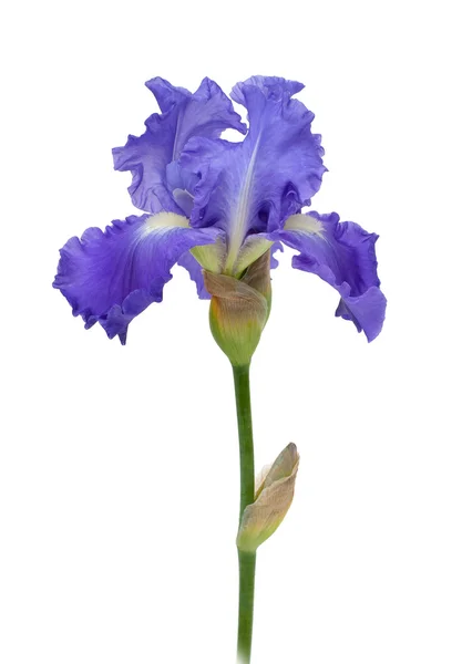 Blue iris isolated on white background — Stock Photo, Image