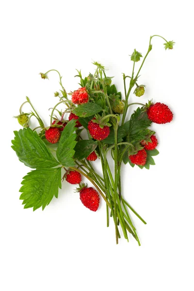Bouquet de fraises sauvages — Photo