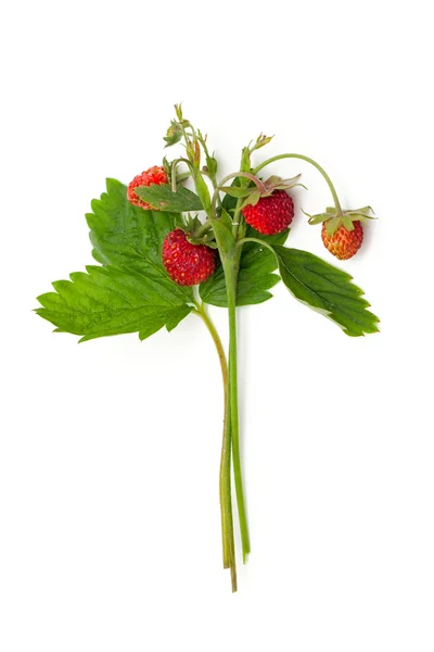Bouquet de fraises sauvages — Photo