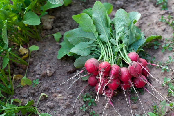 गार्डन से जड़ें — स्टॉक फ़ोटो, इमेज