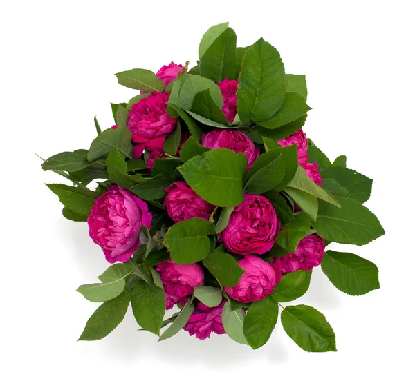 demet bahçe gül beyaz izole