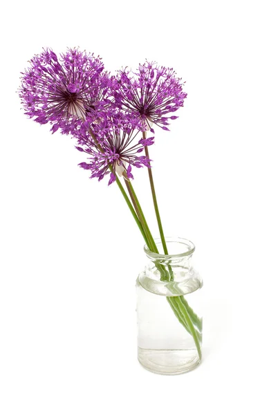 Flores de alium iaolated en blanco —  Fotos de Stock