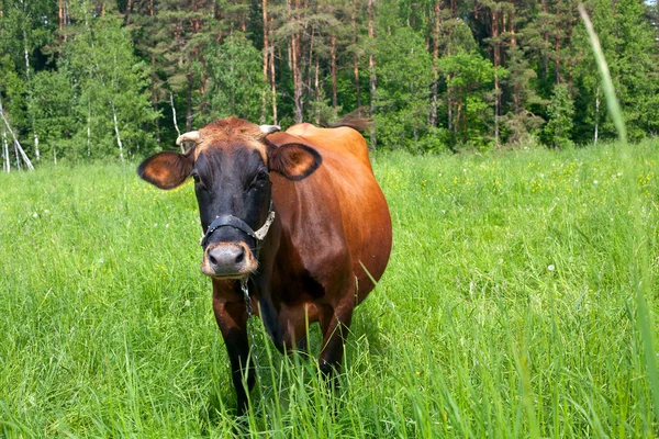 Brown cows on green field — Stock Photo, Image