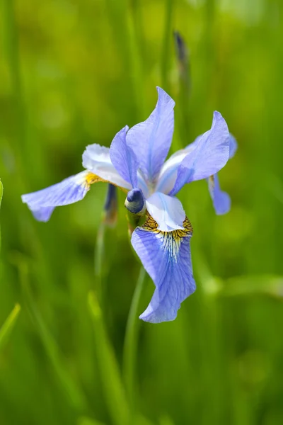 Blaue Irisblüten wachsen im Garten — Stockfoto