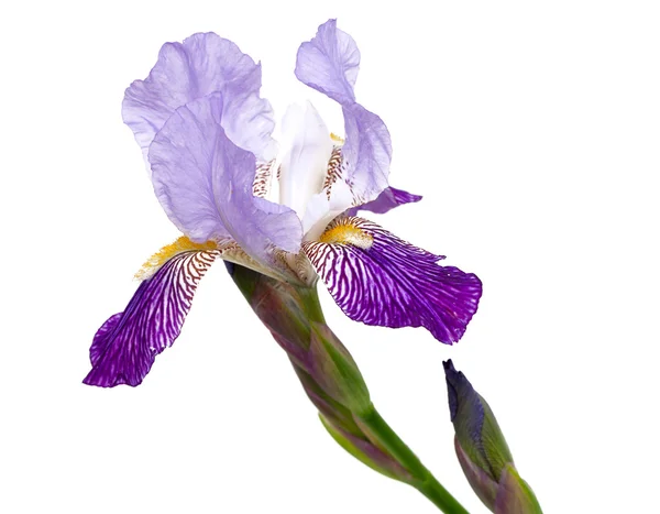 Violet iris flower — Stock Photo, Image