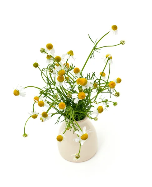 Chamomile flowers isolated on white — Stock Photo, Image