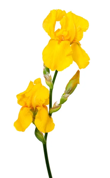 Gelbe Iris isoliert auf weißem Hintergrund — Stockfoto